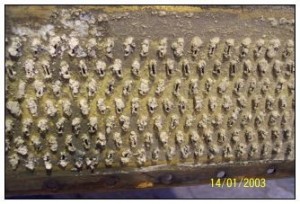 repairing radiator leak